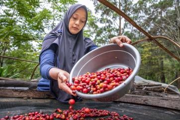 A person cleaning coffee berries.