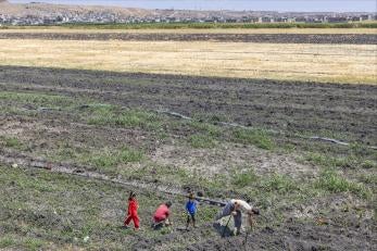 Syrian family working together in wide angle image of their farm.