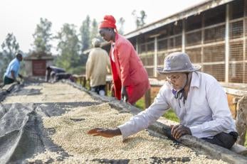 At the kimathi coffee factory, local farmers sort and process their beans before they head to market.