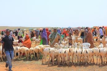 A busy trading day at a livestock market in Jigjiga, Ethiopia.