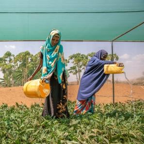 Three people watering plants.