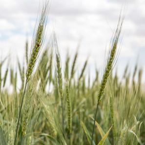 Wheat growing in a field outside al-hasakah.