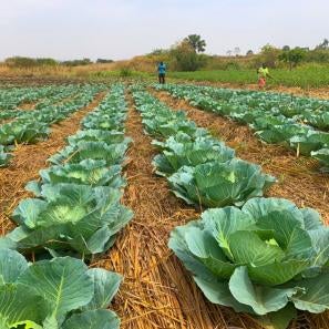 Cabbages planted in yumbe district by potogere farmers group using climate smart agriculture practices.