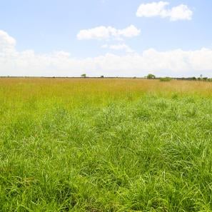 Rehabilitated grass range land in kenya.